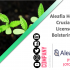 Aleafia Health Bags a Crucial Cultivation License in Canada, bolstering its Supply Chain